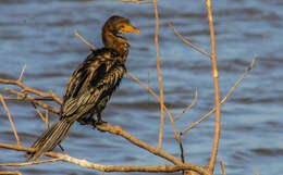 Image of Long-tailed Cormorant