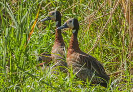 Image of White-faced Whistling Duck