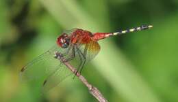 Image of Barbet Percher