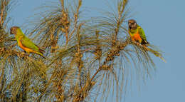 Image of Senegal Parrot