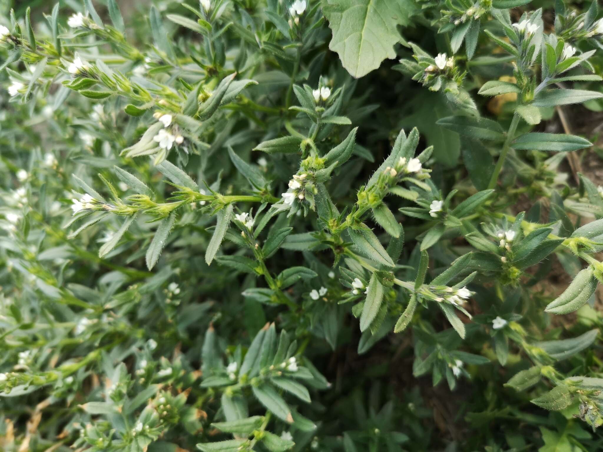 Image of Buglossoides arvensis subsp. sibthorpianum (Griseb.) R. Fernandes