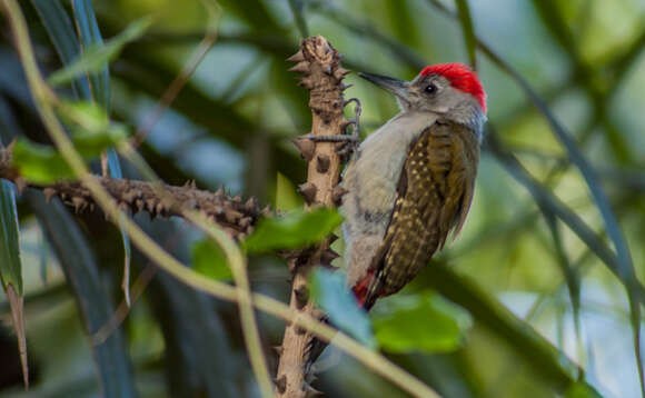 Image of African Grey Woodpecker