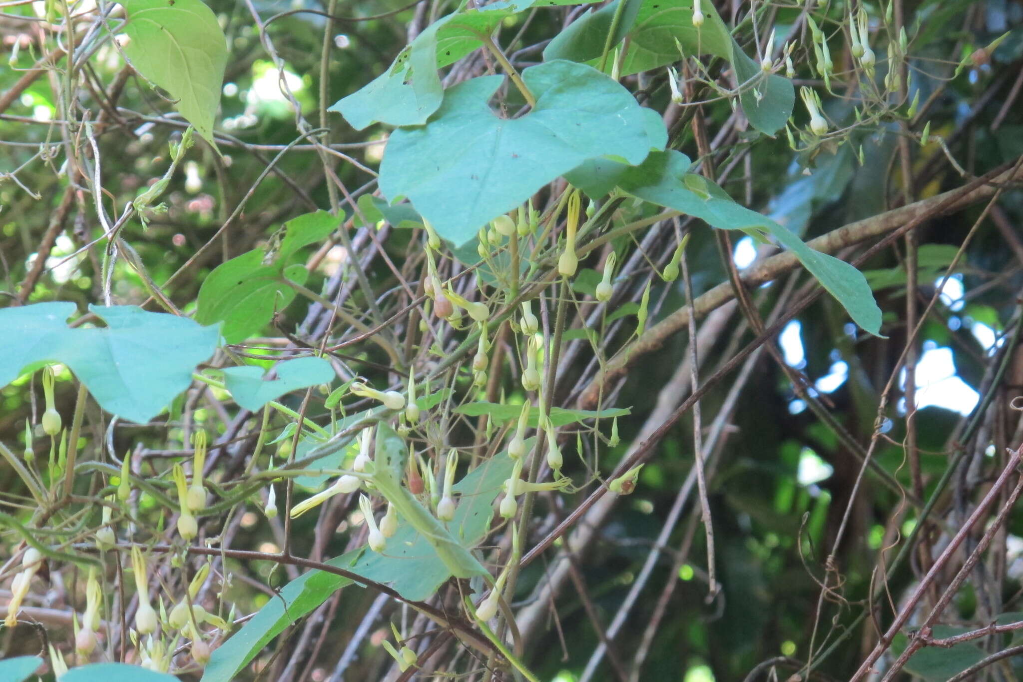 Image de Riocreuxia torulosa (E. Mey.) Decne.