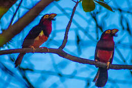 Image of Bearded Barbet