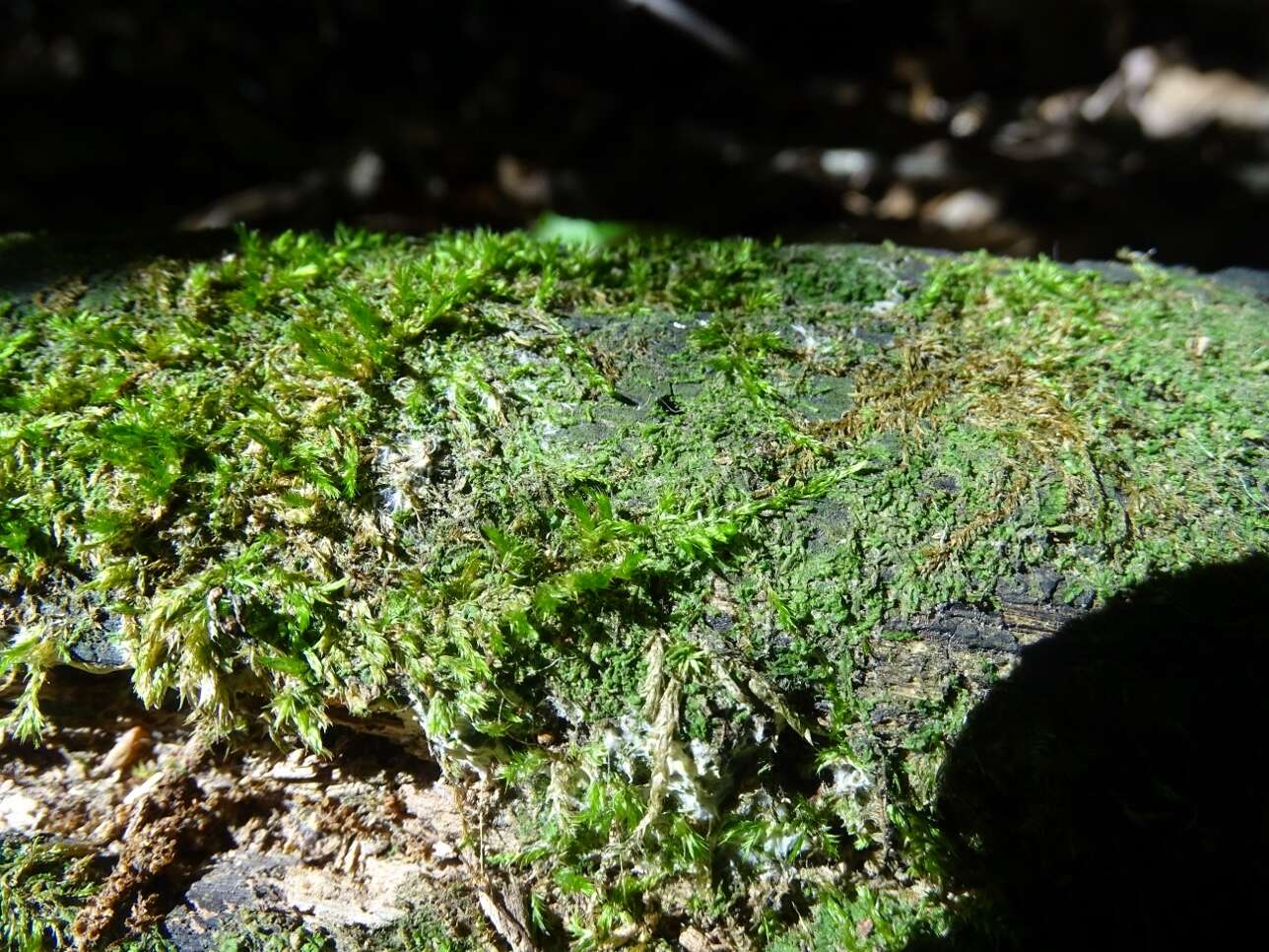 Image of callicladium moss