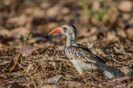 Image of Western Red-billed Hornbill