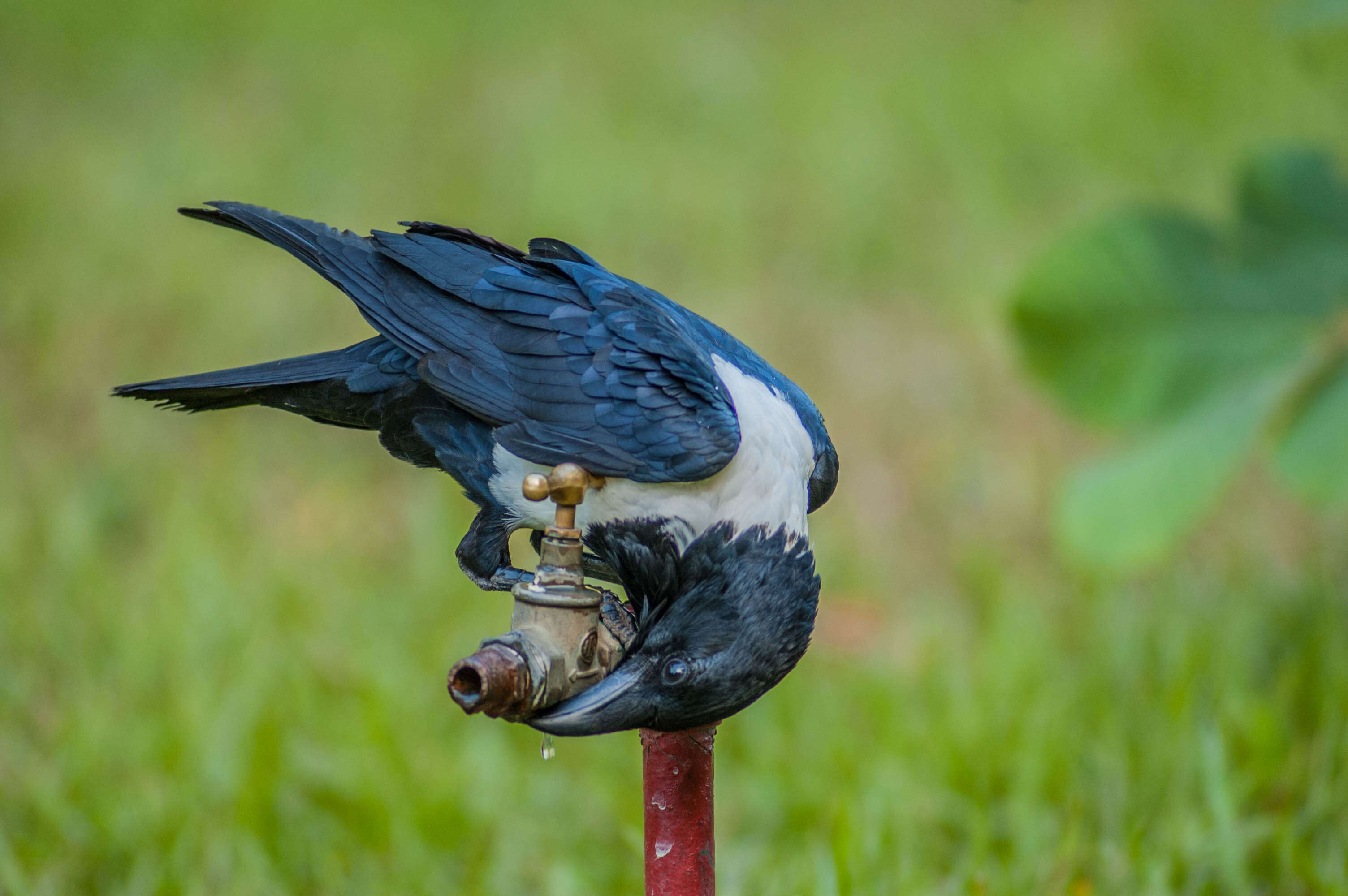 Image of Pied Crow