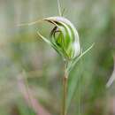 Image of Long-tongued summer greenhood