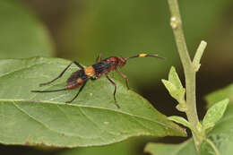 Image of Compsocryptus melanostigma (Brulle 1846)