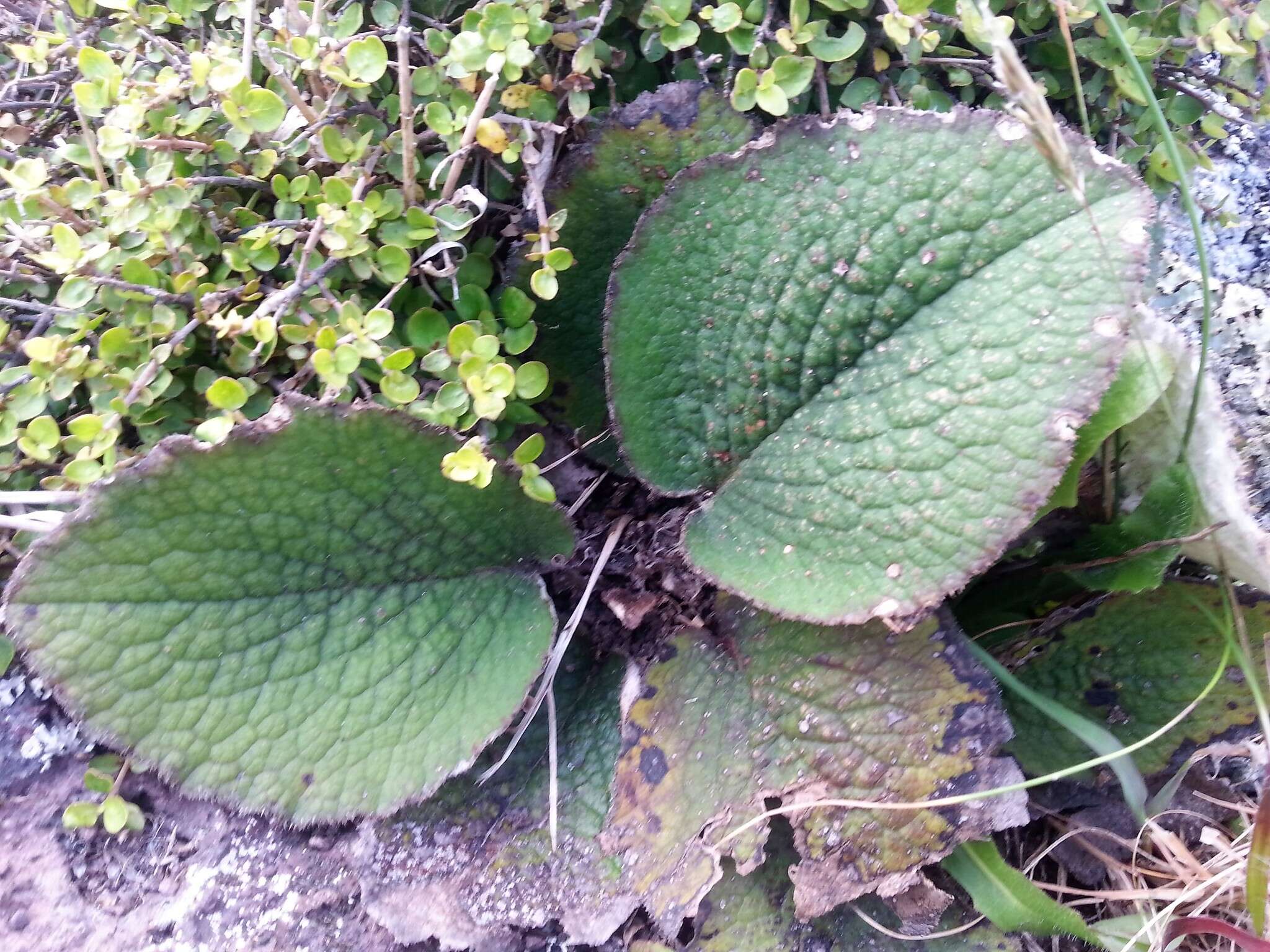 Image of Brachyglottis lagopus (Raoul) B. Nord.