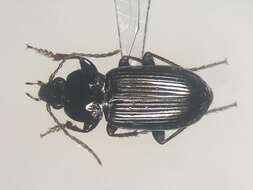 Image de Pterostichus (Argutor) vernalis (Panzer 1796)