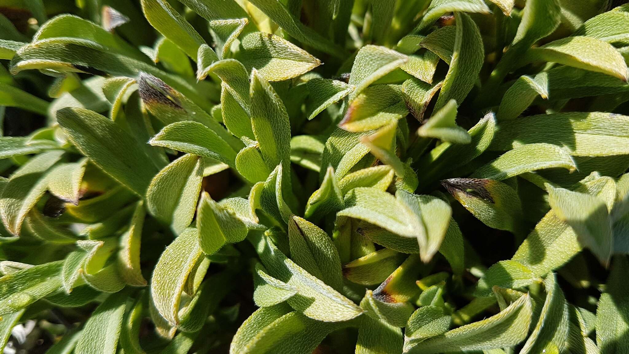 Image of Myosotis angustata Cheeseman