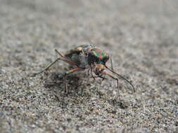 Image of Pacific Coast Tiger Beetle