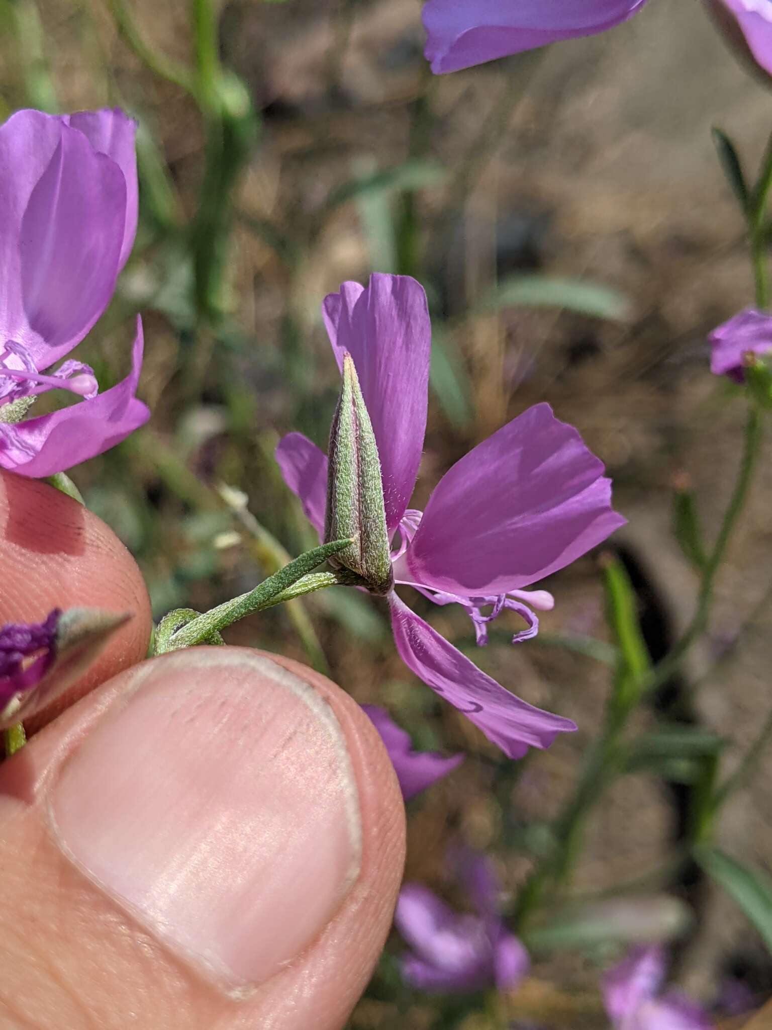 Image of Dudley's clarkia