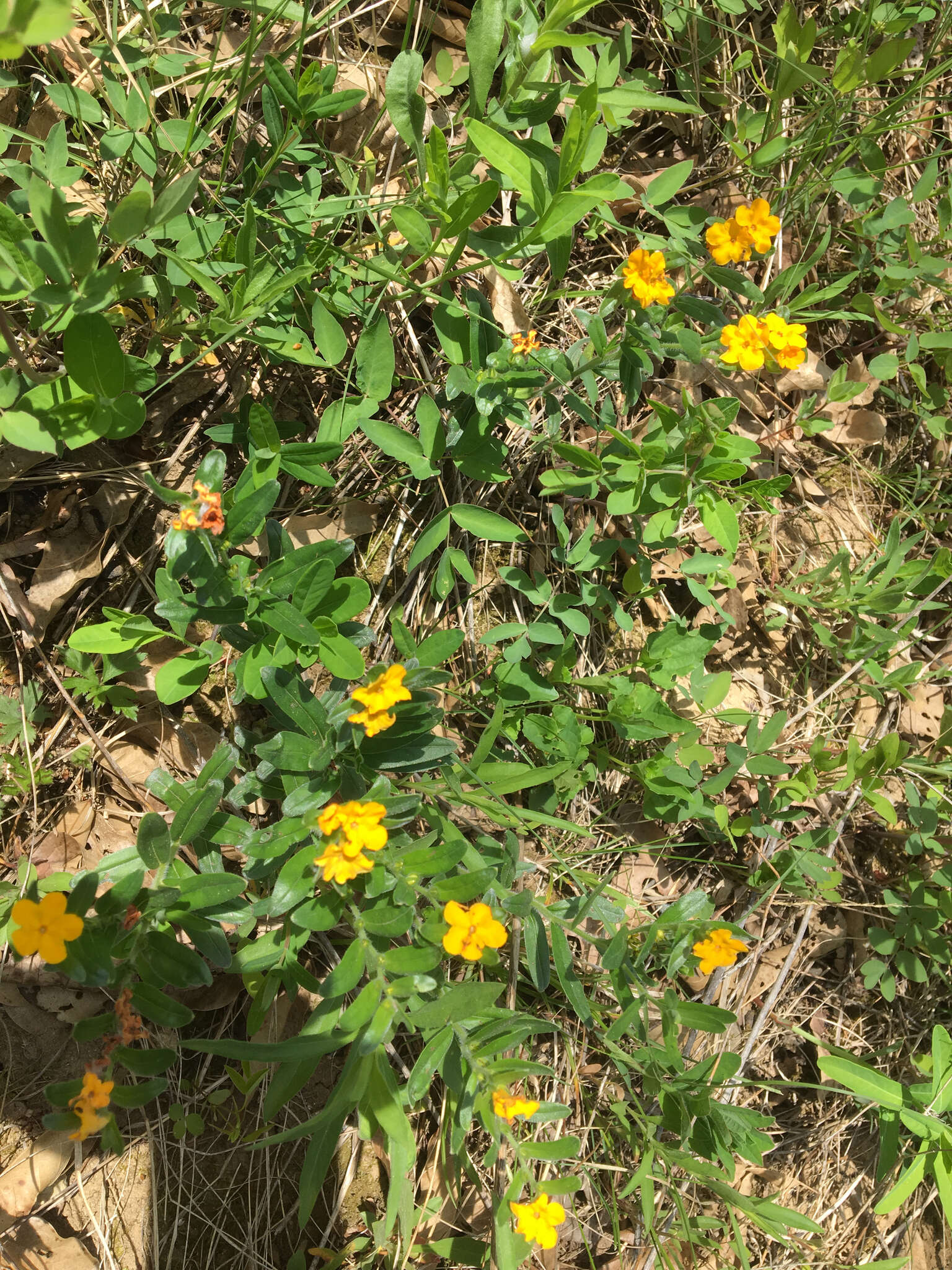 Image of hoary puccoon