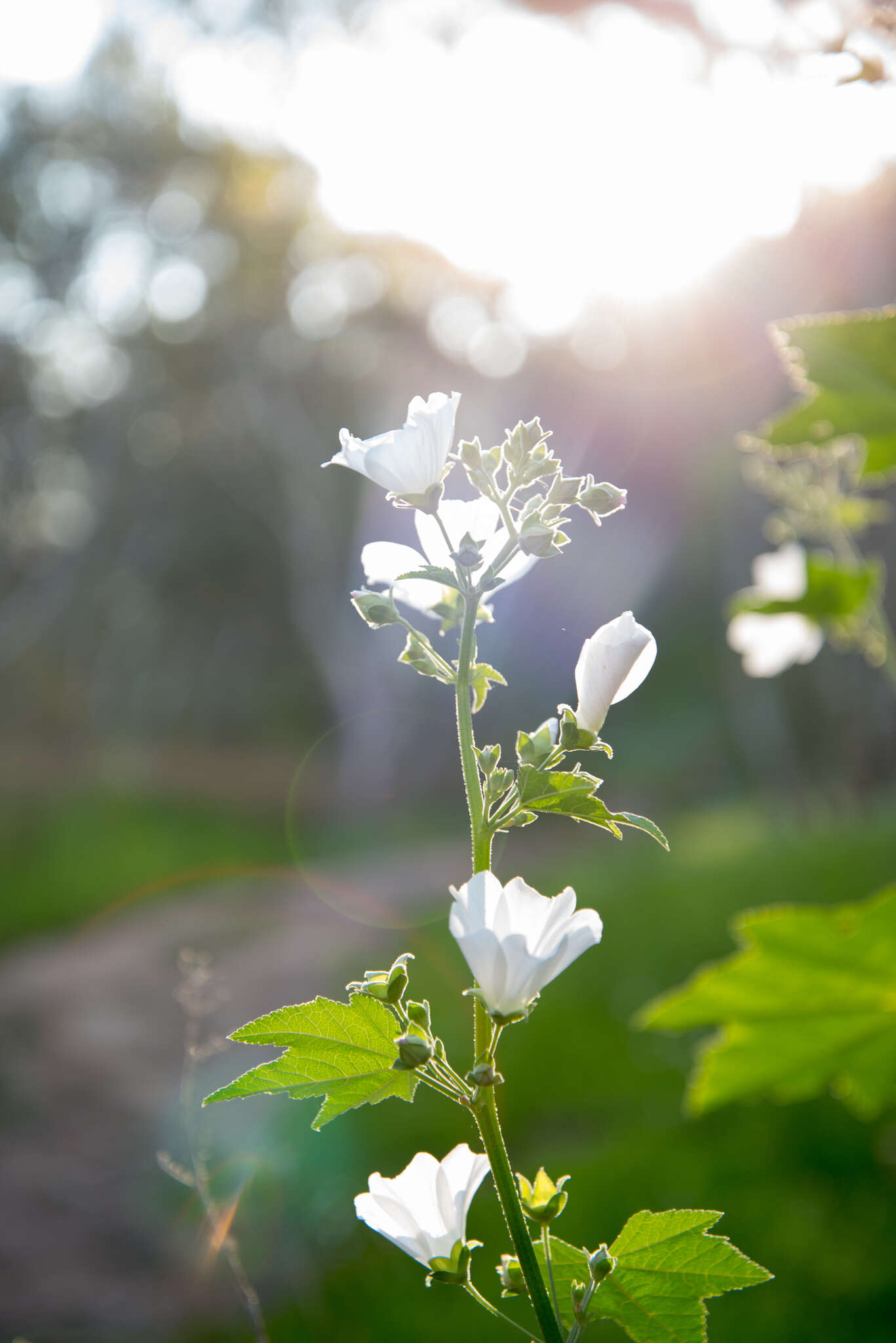 Image of Malva australiana M. F. Ray