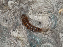 Image of Black carpet beetle