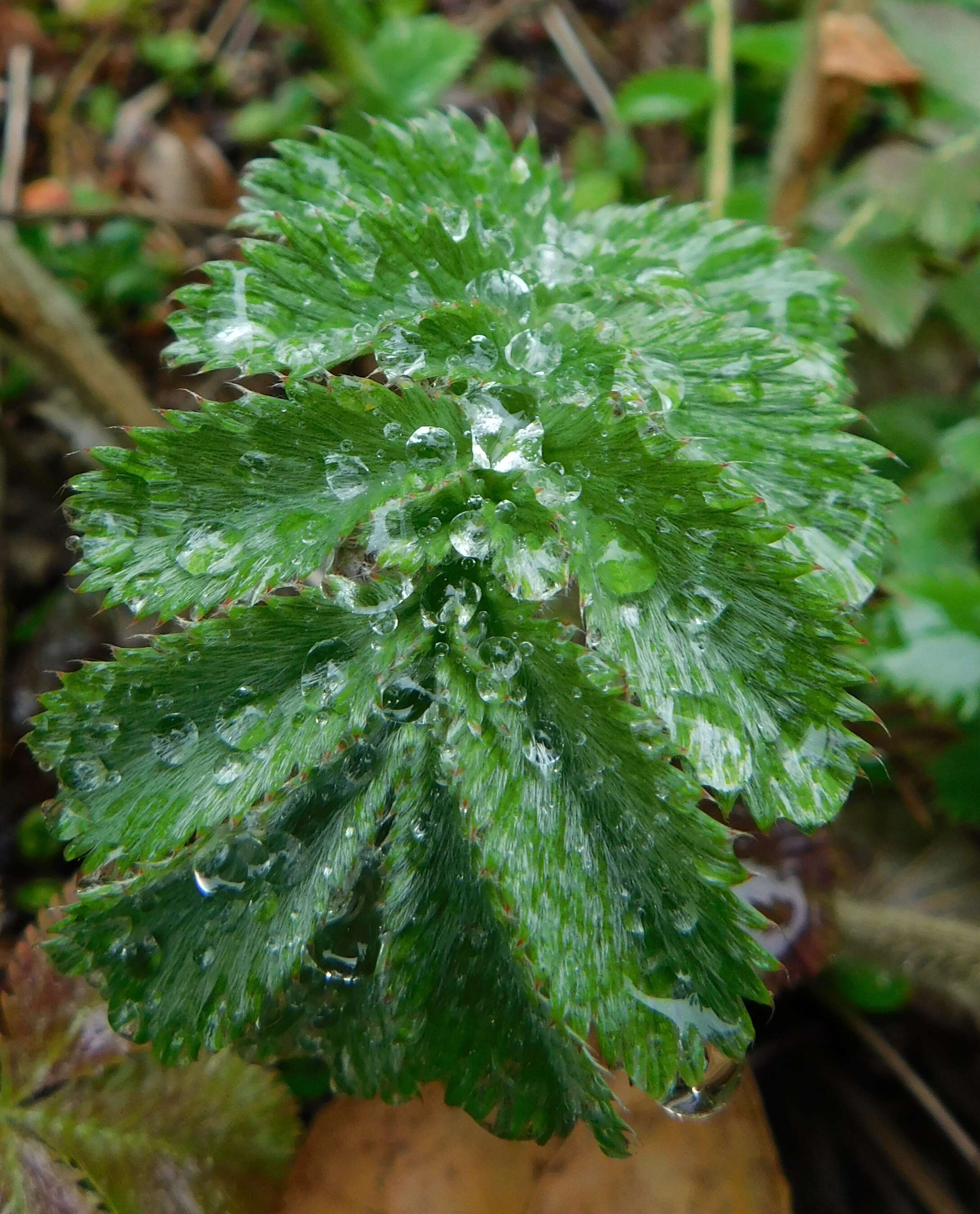 Image of silverweed