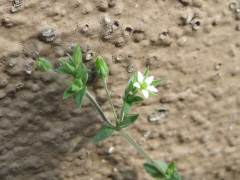 Image of Thyme-leaved Sandwort