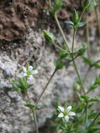 Image de sabline à feuilles de serpolet