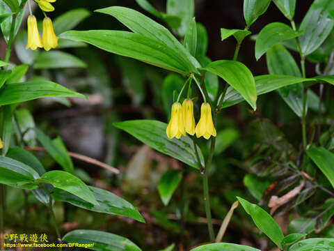 Image of Disporum shimadae Hayata