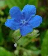 Omphalodes cappadocica (Willd.) DC. resmi