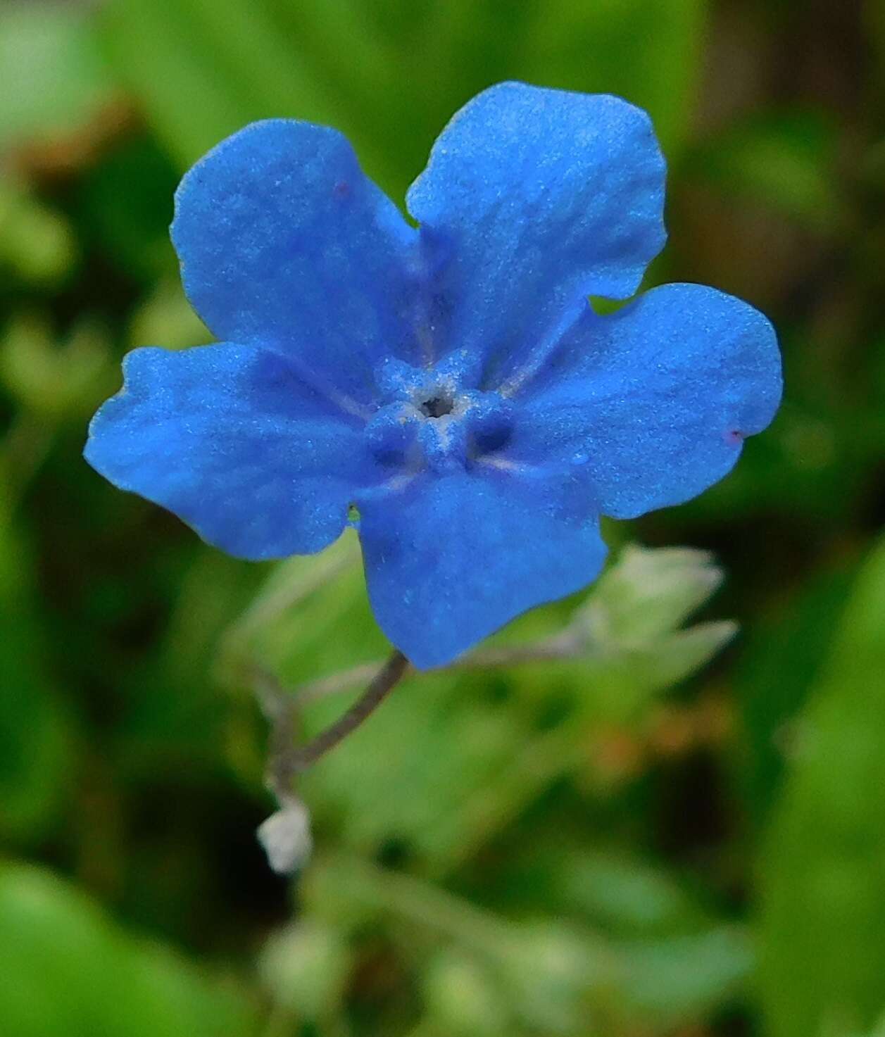 Omphalodes cappadocica (Willd.) DC. resmi