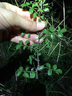 Imagem de Rosa bracteata J. C. Wendl.