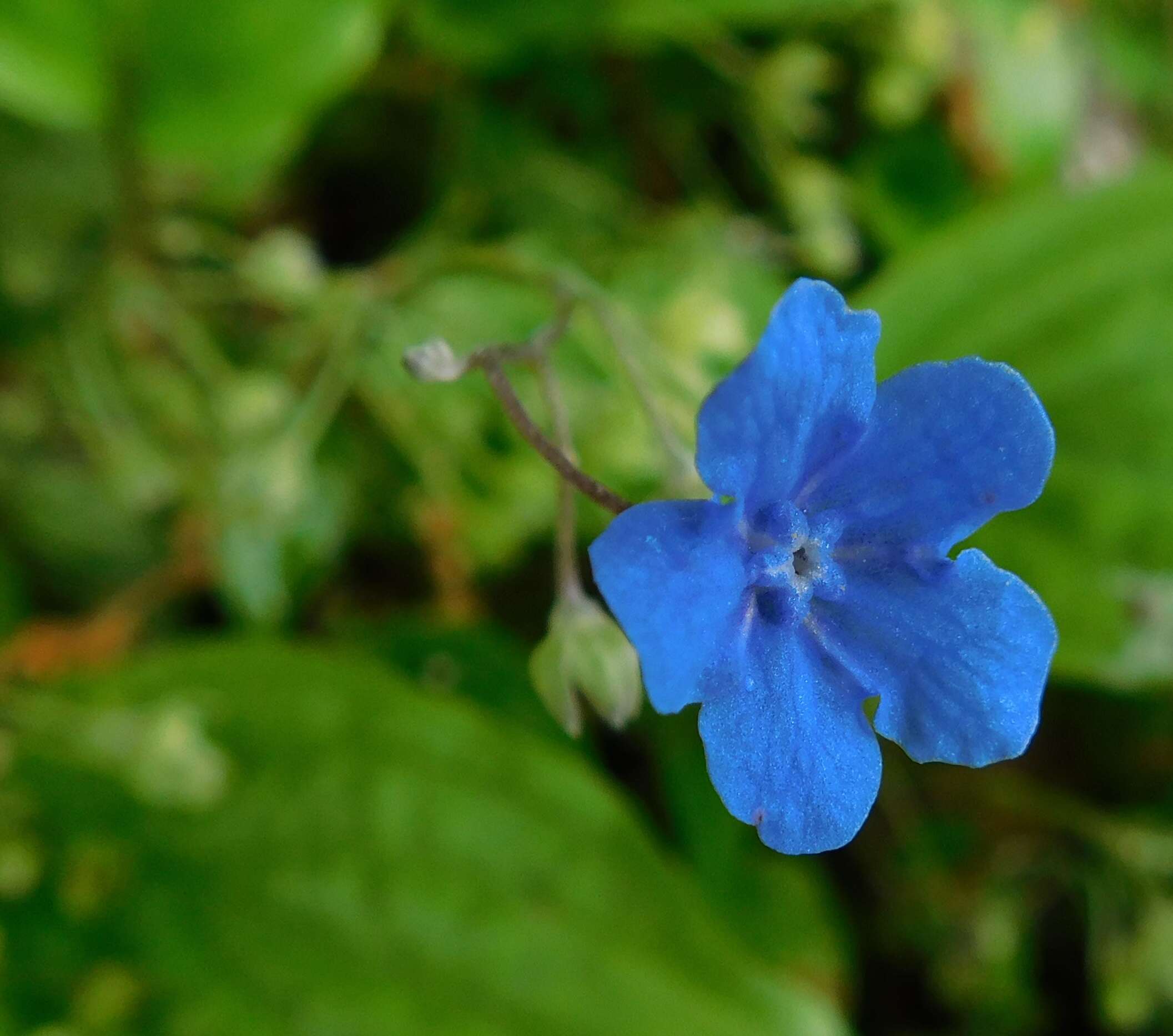 Omphalodes cappadocica (Willd.) DC. resmi