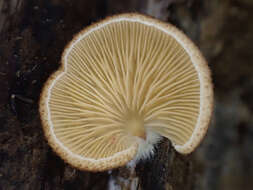 Crepidotus badiofloccosus S. Imai 1939 resmi