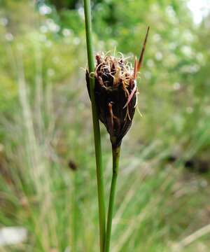 Schoenus nigricans L. resmi