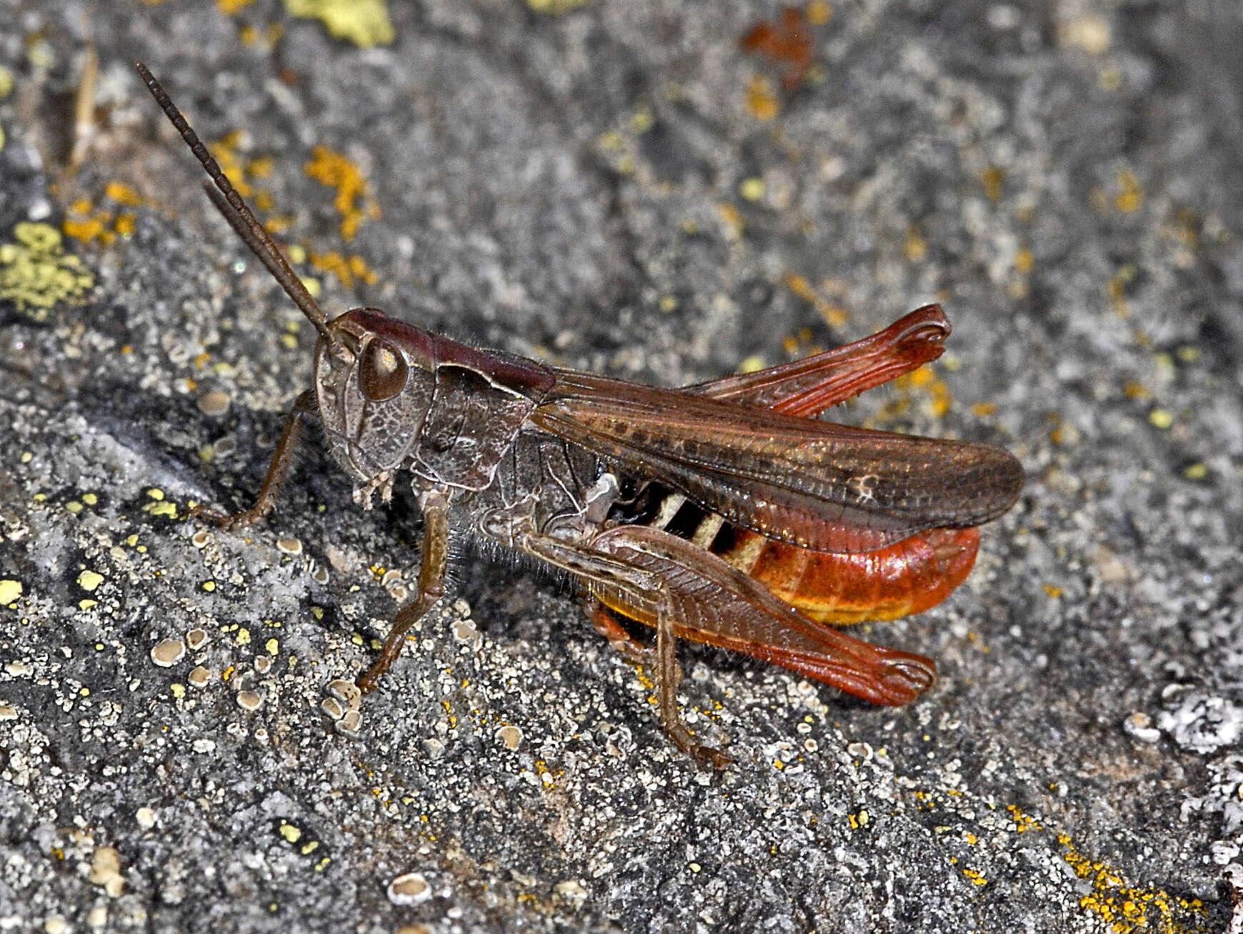 Image de criquet noir-ébène