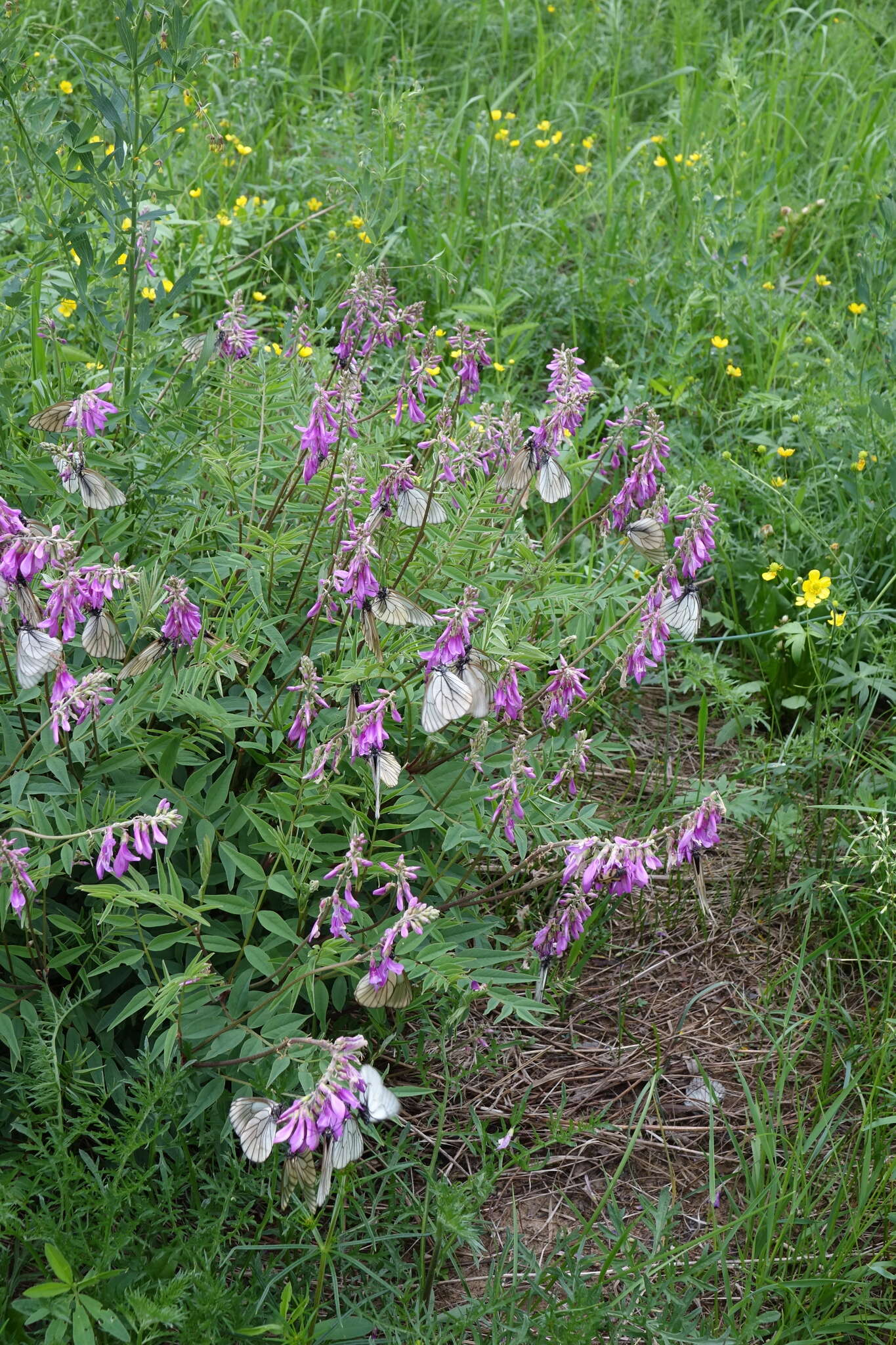 Image of Hedysarum branthii Trautv. & C. A. Mey.