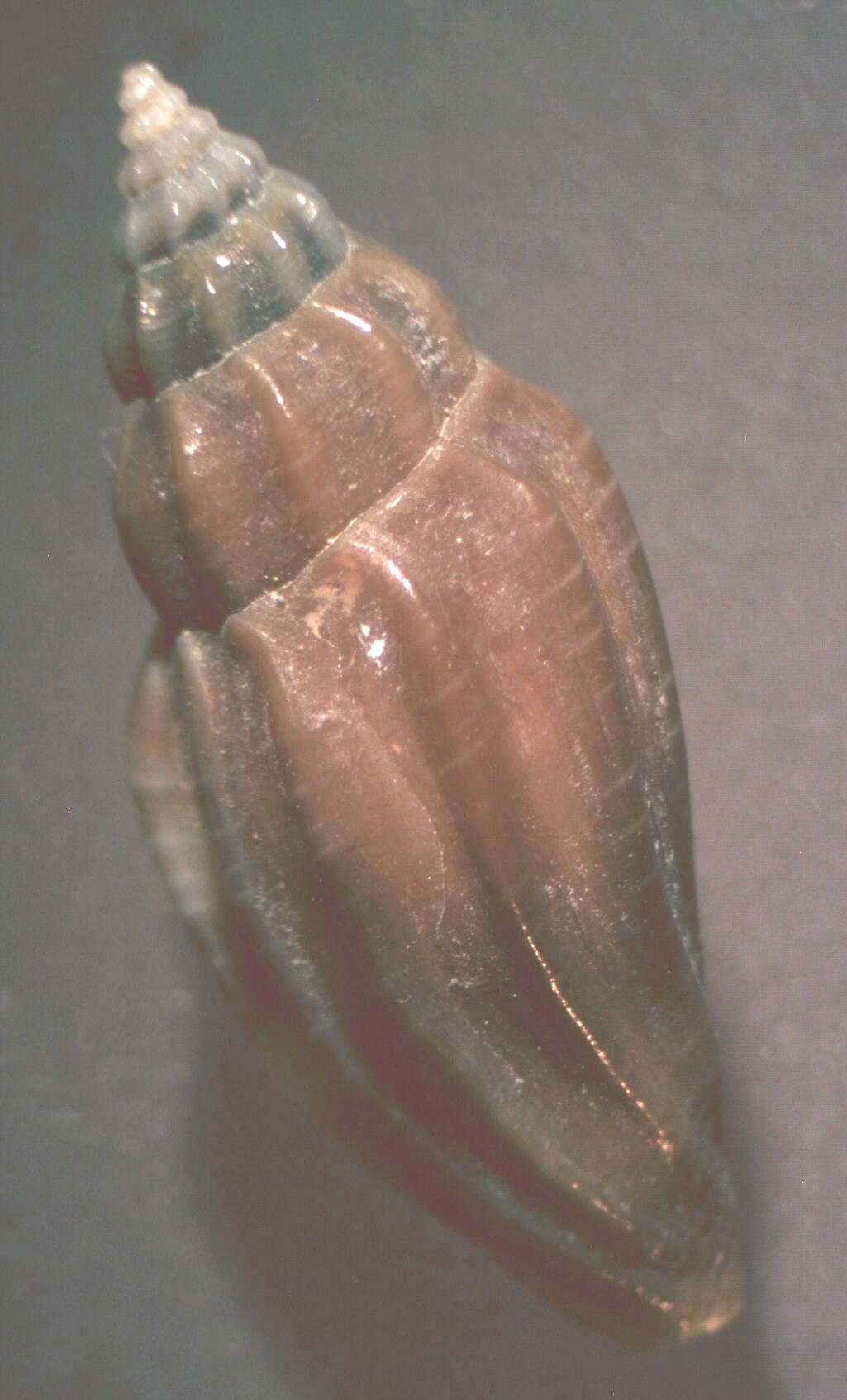Sivun Eucithara antillarum (Reeve 1846) kuva
