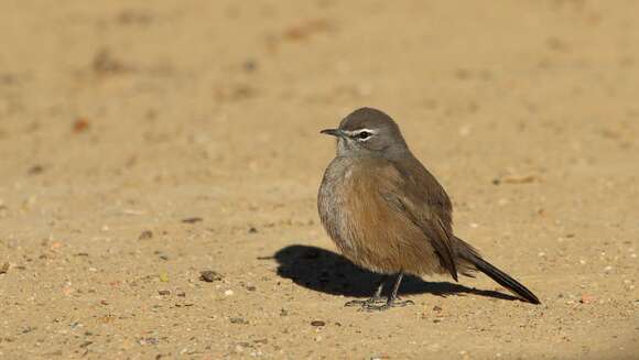 Image of Karoo Scrub Robin