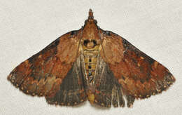 Image of Asimina webworm moth