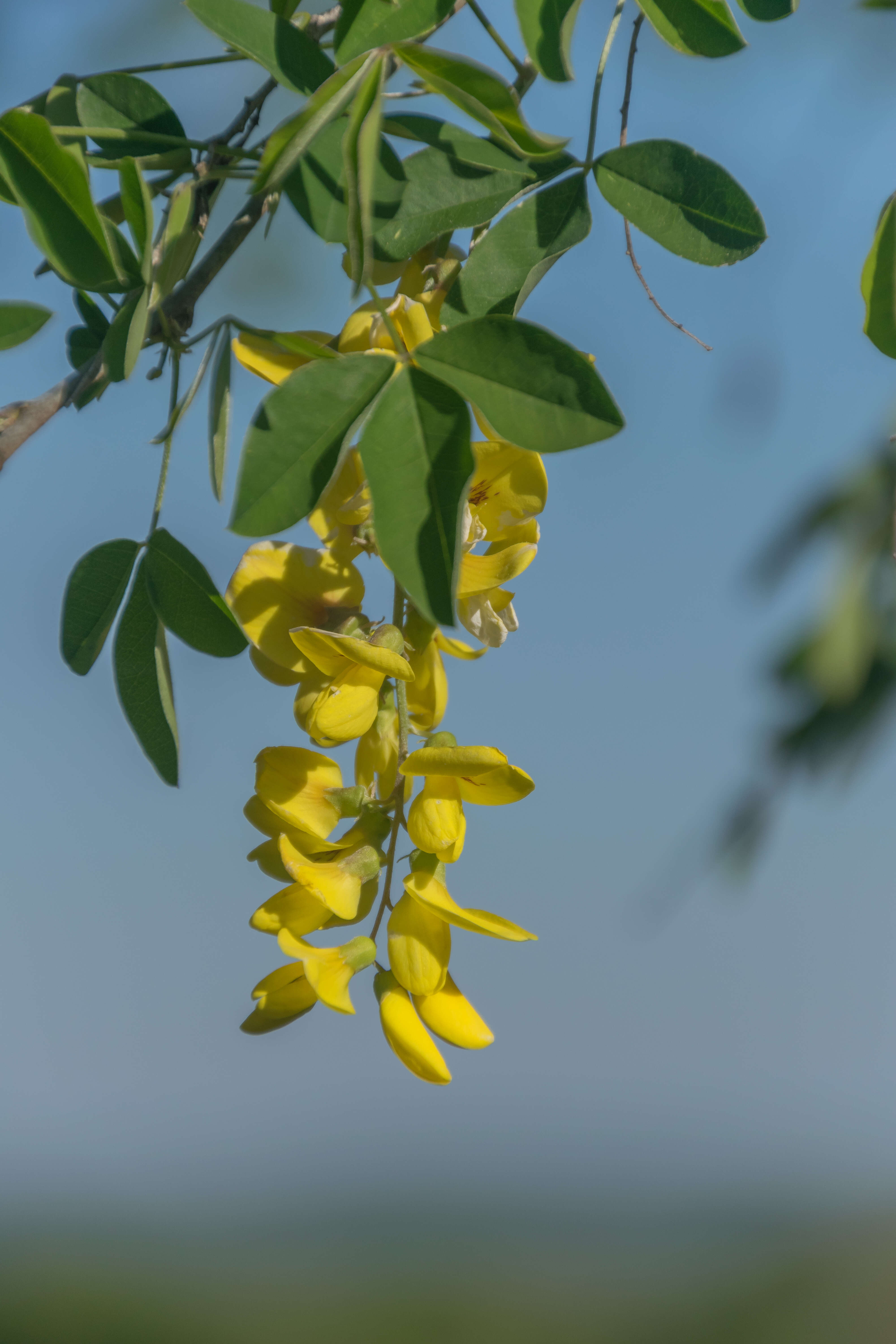 Image of Common Laburnum