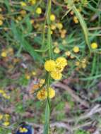 Imagem de Acacia trigonophylla Meisn.