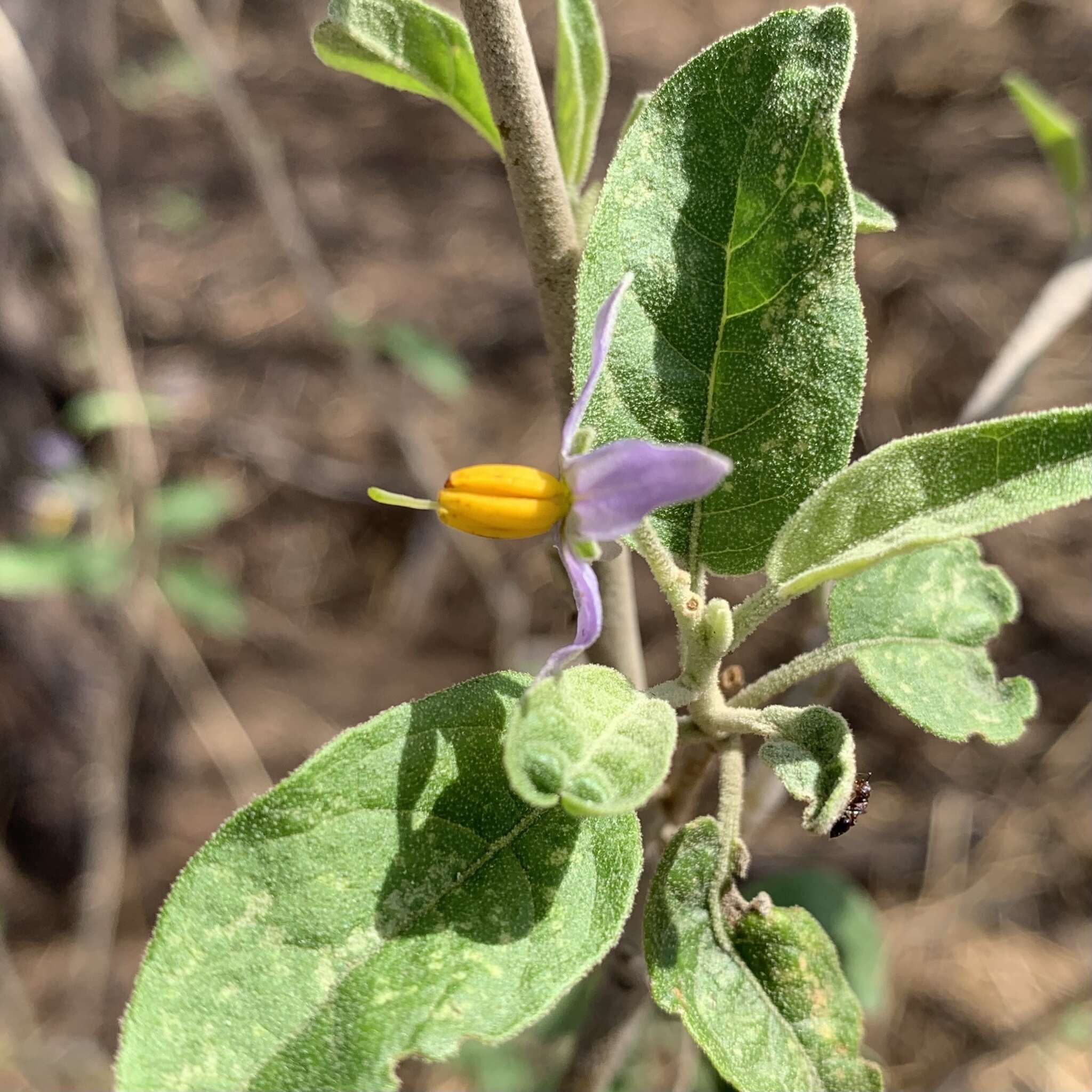 Image of Solanum tettense Klotzsch