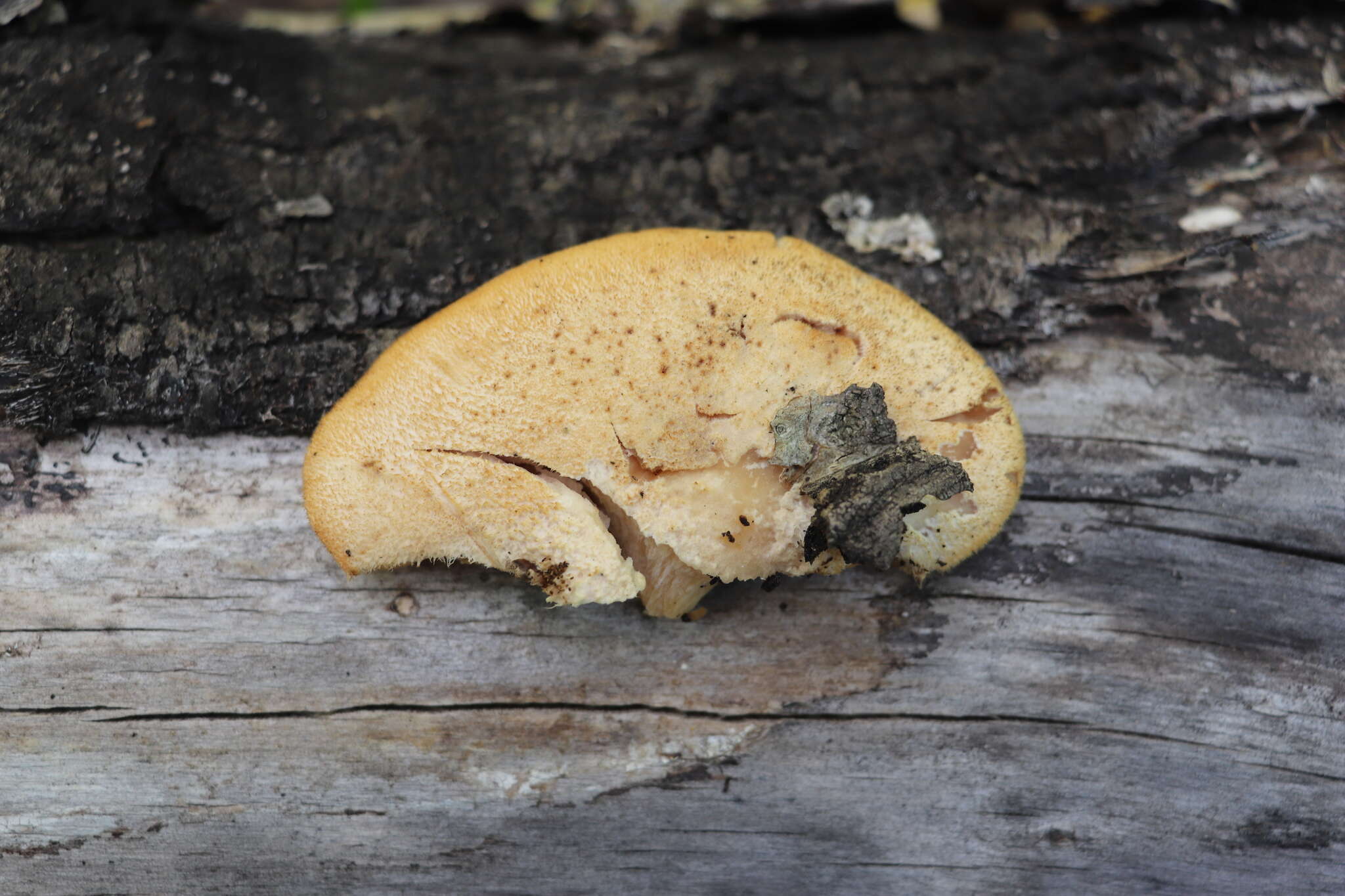 Lentinus pilososquamulosus Lj. N. Vassiljeva 1973 resmi