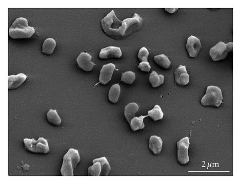 Image of Methanomicrobia