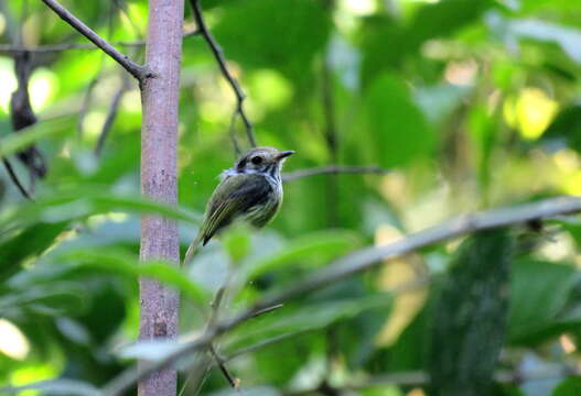 Image of Eared Pygmy Tyrant