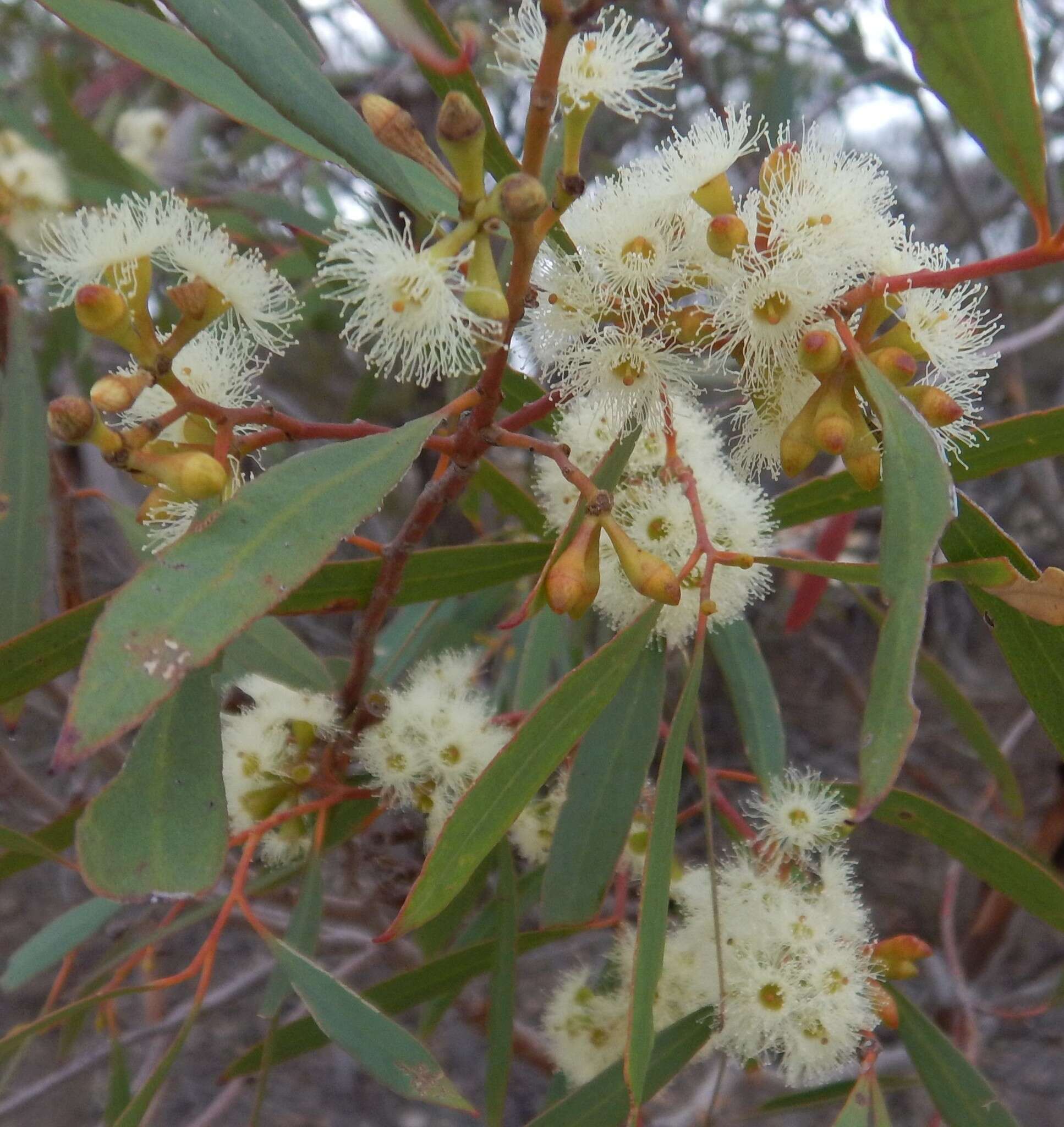 Image of Eucalyptus odorata Behr