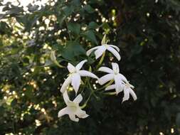 Image of Jasminum tortuosum Willd.