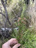 Image of Ozothamnus thyrsoideus DC.