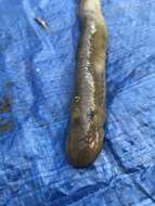 Image of Silver Lamprey