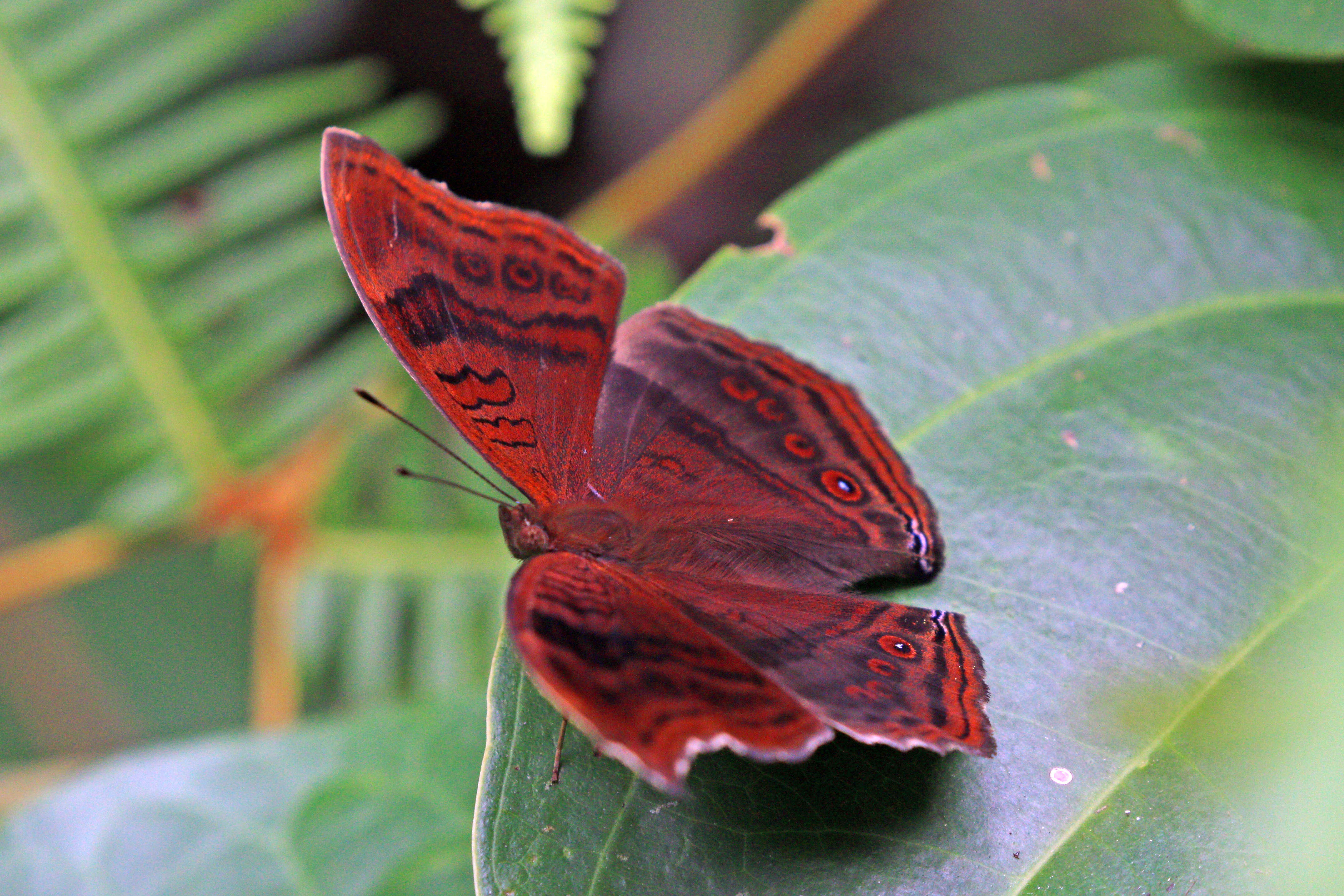 Imagem de Junonia stygia Aurivillius 1894