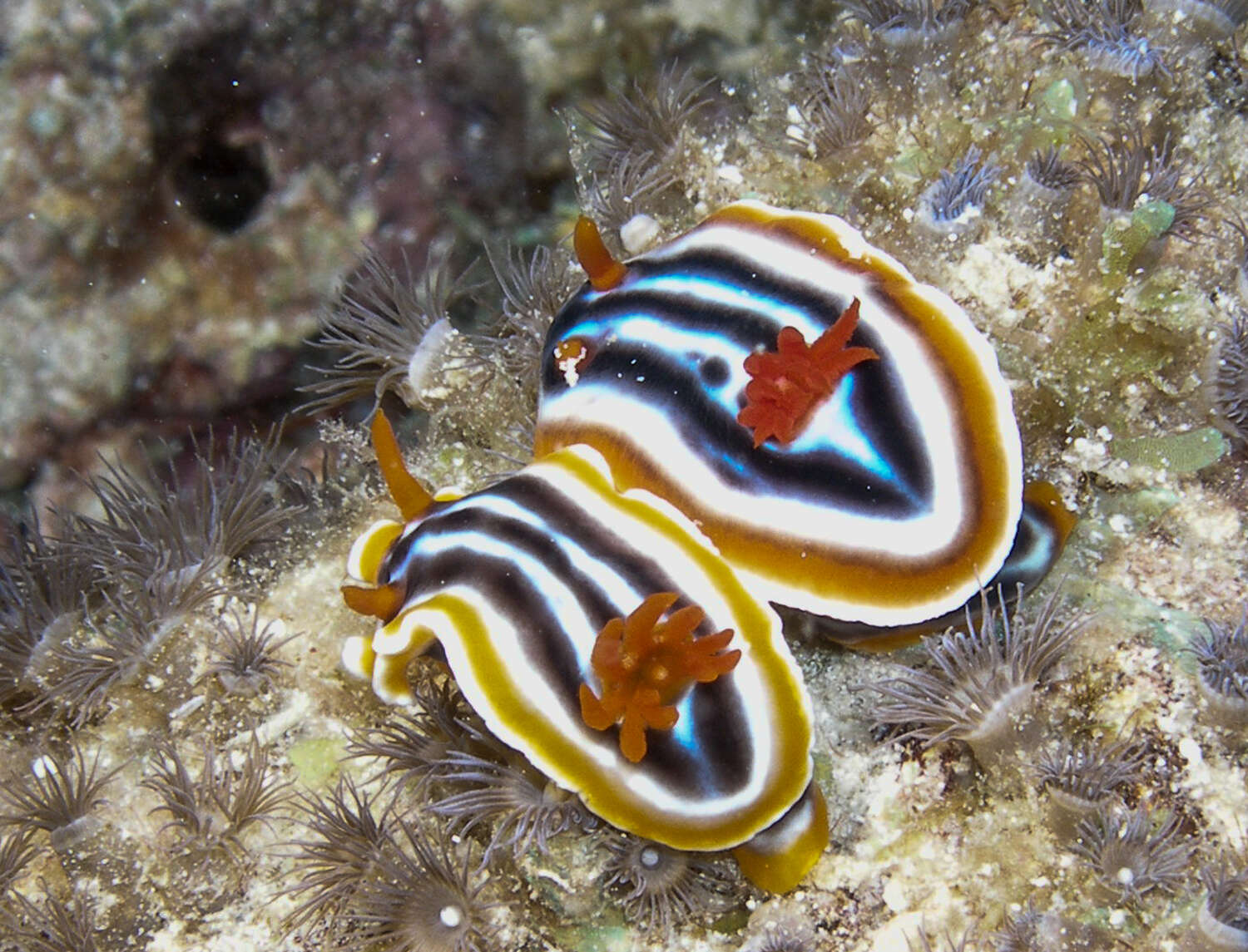 Image de Chromodoris magnifica (Quoy & Gaimard 1832)