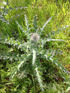 Image of cobwebby thistle