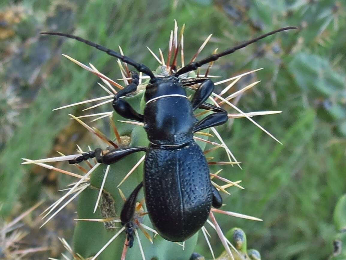 Image of Long-horned beetle